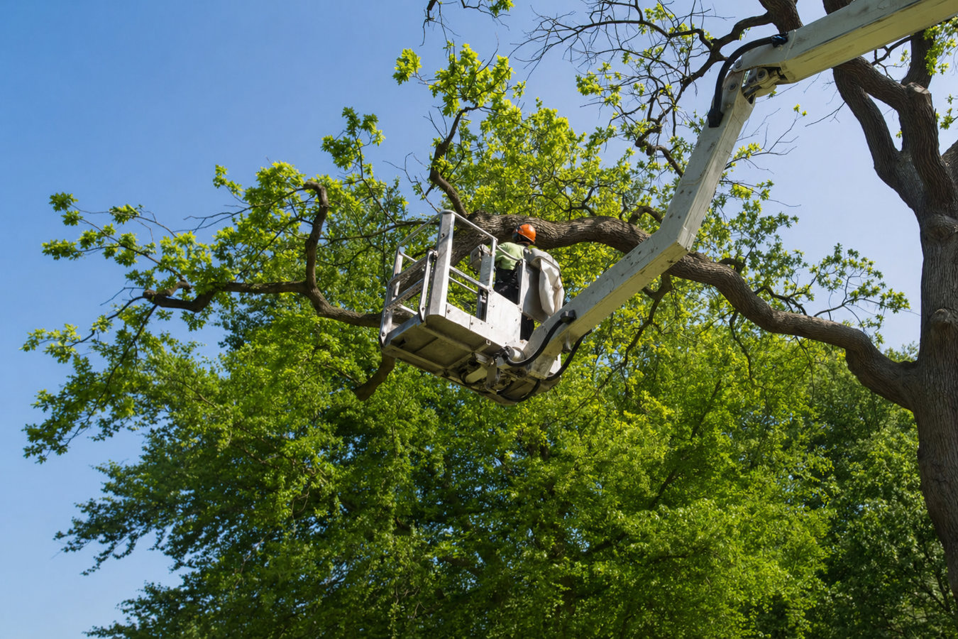 Tree Pruning in Petaluma, CA