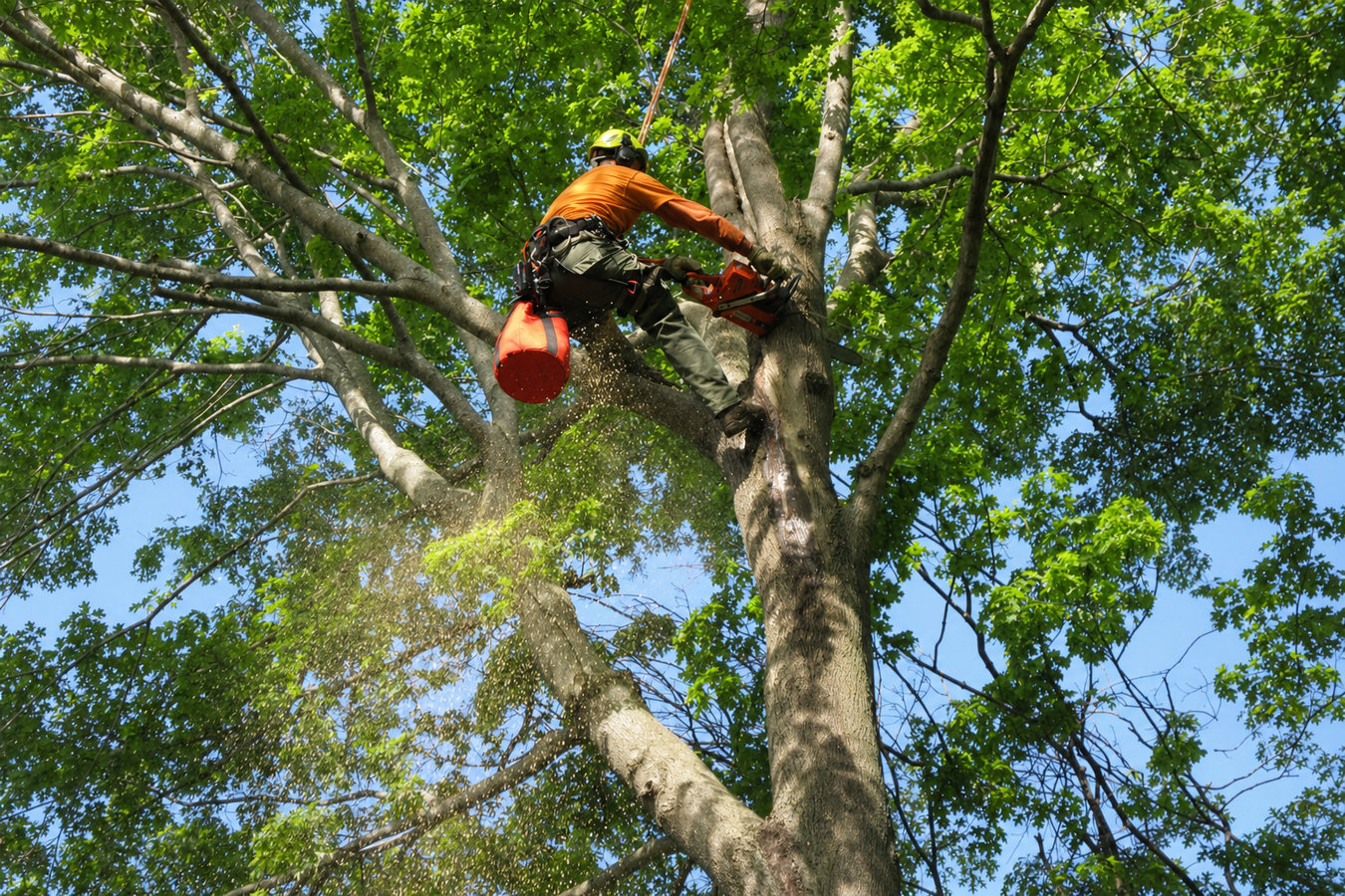 Tree Removal in Petaluma, CA